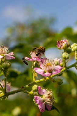 Baharda yumuşak pembe böğürtlen çiçekleri ve tomurcukları - Rubus fruticosus.