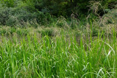 Glyceria maxima, commonly known as great manna grass, reed mannagrass, reed sweet-grass, and greater sweet-grass is rhizomatous perennial grasses in mannagrass genus native to Europe.