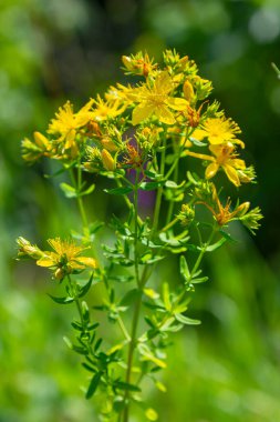 Hypericum perforatum sarı çiçeklerine yakın plan, bitkisel bir ilaç..