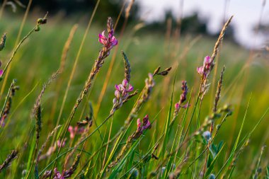 Sainfoin Onobrychis viciifolia growing in the chalk grassland on Salisbury Plain military training area. clipart
