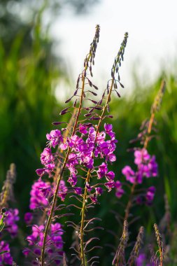 Çiçek açan muhteşem ateş otu Chamaenerion angustifolium akşam güneşi tarafından vurgulanır. Bir demet çiçek açan Rosebay Willoerbs.