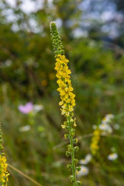 Vahşi otların arasında yaz mevsimi, tarımsal ekvatorya çiçekleri açıyor..