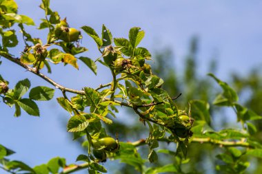 Köpeğin kırmızı gül kalçası. Rosa canina, genel olarak köpek gülü olarak bilinir..