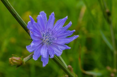Hindiba 'nın narin mavi çiçekleri. Bulanık doğal arka plan üzerinde Latince adı Cichorium Intybus olan bitkiler..