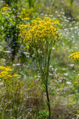 Senecio Vernalis 'in sarı çiçekleri bulanık yeşil arka planda yakın plan. Seçici odak.