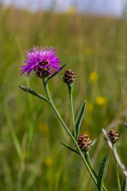 Centaurea scabiosa subsp. apiculata, Centaurea apiculata, Compositae. Wild plant shot in summer.