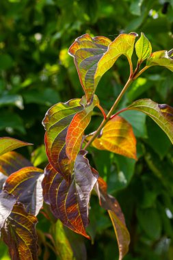 Dogwood Cornus sanguinea, yaprak arkaplan, seçici odaklanma.