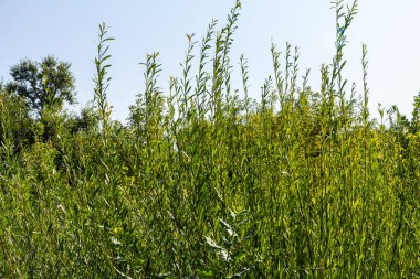 Salix purpurea mor söğüt veya osier, Salix familyasından Avrupa 'da yaşayan bir söğüt türüdür. Mor söğüt çiçeği, tükürük aromalı..
