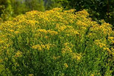 Senecio Vernalis 'in sarı çiçekleri bulanık yeşil arka planda yakın plan. Seçici odak.