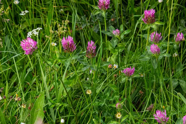 Trifolium pratense, kırmızı yonca. Yazın çayırdaki değerli çiçekleri toplayın. Şifalı ve bal taşıyan bitki, yem ve halk tıbbında tıbbi olarak yontulmuş yabani otlar..