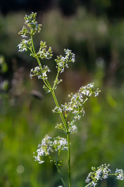 stock image Beautiful blooming white bedstraw in June, galium album.