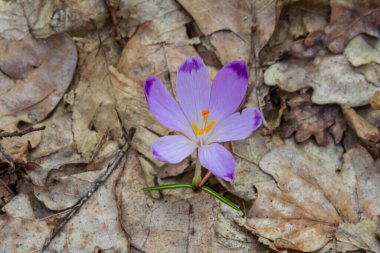 Crocus heuffelianus ya da Crocus vernus 'un dev krokusu ile kapatın. Ormanda açan mor çiçek..