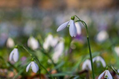 Beyaz kartopu çiçekleri. Galanthus çiçekleri, baharın başlarında, yeşil arka planda güneş tarafından aydınlatılan bulanık bir çiçek. Amaryllidaceae familyasındaki Galanthus nivalis ampul, daimi bitkisi..