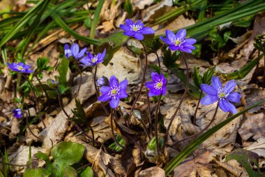 Hepatica nobilis, ciğer yaprağı ya da karaciğer otunun narin ve zarif bir görüntüsü. Renkli orman arka planında çiçek açan mor çiçekler. Çiçek duvar sanatı duvarı süsleyecek. Doğada yabani çiçekler.