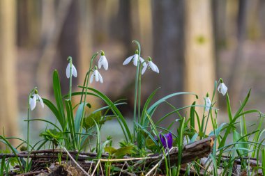 Bahçedeki kardelenler, güneş ışığı. İlkbaharda ilk güzel kar damlası. Yaygın bir kar tanesi çiçek açıyor. Bahar ormanlarında Galanthus Nivalis çiçek açar. Kardamlaları kapatın.