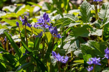 Scilla bifolia, Asparagaceae familyasından uzun ömürlü bir bitki türü. Erken dönem çiçekli bitki Scilla bifolia 'nın sanat fotoğrafı..