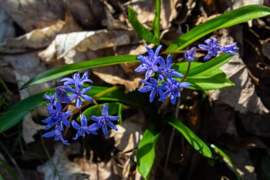 Scilla bifolia, Asparagaceae familyasından uzun ömürlü bir bitki türü. Erken dönem çiçekli bitki Scilla bifolia 'nın sanat fotoğrafı..