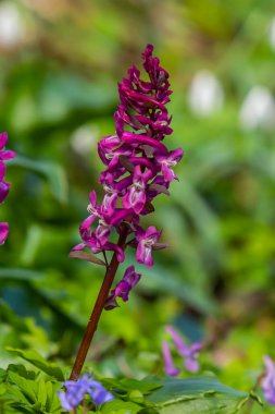 Ormanda ilkbaharda Corydalis çiçek açar..