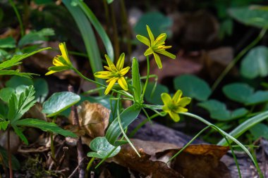 Early spring plant Gagea lutea blooms in the wild in the woods. clipart