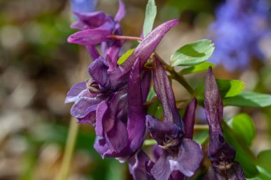 Ormanda ilkbaharda Corydalis çiçek açar..