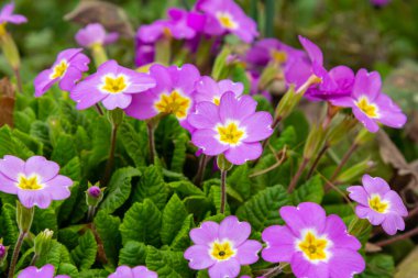 Bahar çiçekleri. Çiçek açan çiçekler ya da bahçedeki primula çiçekleri.