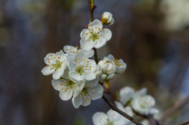 Erik Cerasifera Çiçek açan beyaz erik ağacı. Prunus Cerasifera 'nın beyaz çiçekleri.