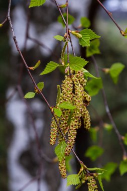 Yeşil yapraklı ve küpeli bir huş ağacı dalı. Bahar çiçekleri ve polenden kaynaklanan alerjiler.