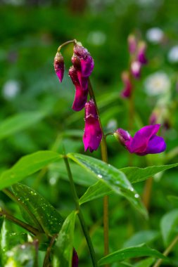 Lathyrus vernus çiçek, erken bahar vechling çiçek blosoom ve yeşil yaprakları büyüyen ormanda, makro.
