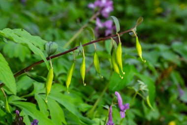 Ormanda ilkbaharda Corydalis çiçek açar..