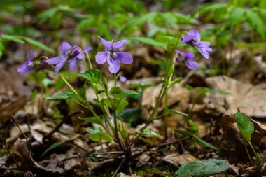 Viola odorata. Kokulu olsun. İlkbaharda açan mor çiçek ormanı. İlk bahar çiçeği, mor. Vahşi menekşeler.