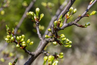 Buds prunus avium, yaygın olarak yabani kiraz, tatlı kiraz, gean veya kuş kirazı olarak bilinir. Bütçe. İlkbahar.