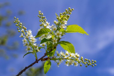 Seçici odak fotoğrafı. Kuş kiraz ağacı, erik yaprağı çiçek açıyor..