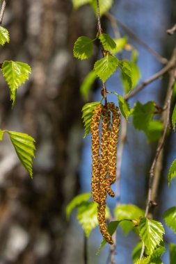 Yeşil yapraklı ve küpeli bir huş ağacı dalı. Bahar çiçekleri ve polenden kaynaklanan alerjiler.