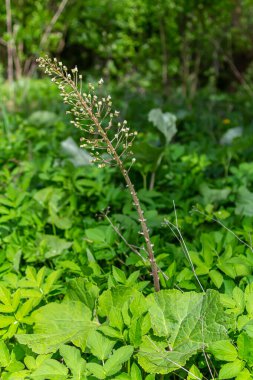 Tereyağı enfeksiyonu, veba otu, Petasite melezi. Çiçek, normal yağ. Çiçek açan bir kelebek Petasites çayırdaki melez çiçek.