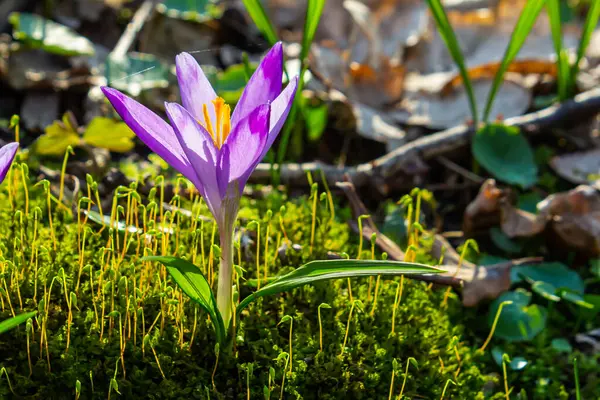 Crocus heuffelianus ya da Crocus vernus 'un dev krokusu ile kapatın. Ormanda açan mor çiçek..