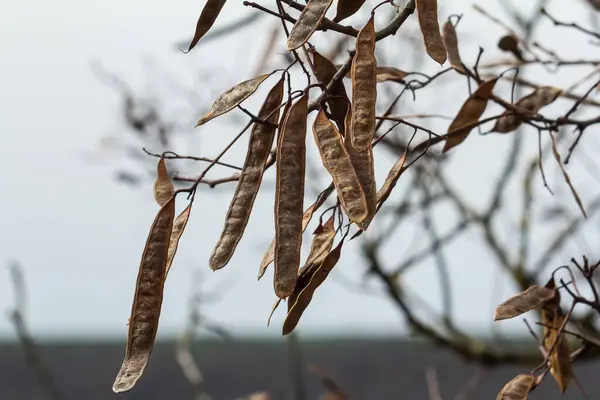 stock image Close up of a brown color 'Robinia pseudoacacia' seed pod against a bright nature background.