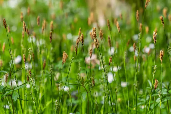 İlkbaharda filizlenen tüylü sedge. Carex pilosa. Cyperaceae Ailesi.