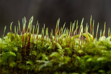 Sabahki çiy damlaları kayaların üzerinde yetişen Ceratodon purpureus bitkisini kaplıyor, mor yosunlar, yanmış toprak yosunları, sıcak renkler..