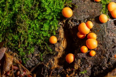 Orange red slime mold mushroom Lycogala epidendrum in the autumn forest. clipart
