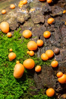 Sonbahar ormanında turuncu kırmızı balçık mantarı Lycogala epidendrum.