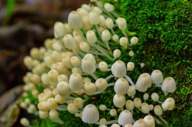 Mycena epipterygia, Mycenaceae familyasından Avrupa 'da yaygın olarak rastlanan bir mantar türüdür..