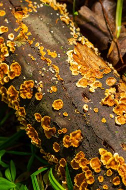 Stereum hirsutum, also called false turkey tail and hairy curtain crust, is a fungus typically forming multiple brackets on dead wood. It is also a plant pathogen infecting peach trees. clipart