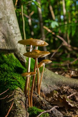 Edible mushroom Hymenopellis radicata or Xerula radicata on a mountain meadow. Known as deep root mushroom or rooting shank. Wild mushroom growing in the grass. clipart