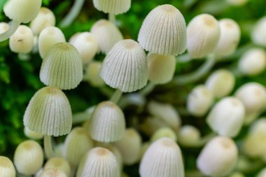 Mycena epipterygia, Mycenaceae familyasından Avrupa 'da yaygın olarak rastlanan bir mantar türüdür..