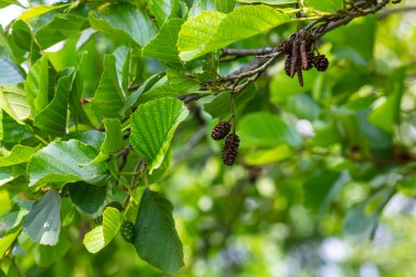 Benekli kızılağaçlar tohumlarını koni benzeri yapılara yayarlar..