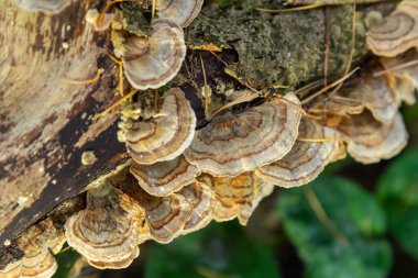 Trametes versicolor, ayrıca Polyporus versicolor olarak da bilinir, dünya çapında yaygın olarak bulunan ve ağaç gövdelerinde yetişen geleneksel tıbbi mantar türüdür..