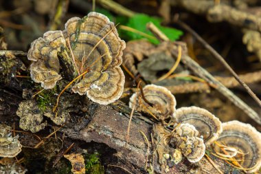 Trametes versicolor, also known as Polyporus versicolor, is a common polypore mushroom found throughout the world and also a well-known traditional medicinal mushroom growing on tree trunks. clipart