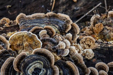 Trametes versicolor, ayrıca Polyporus versicolor olarak da bilinir, dünya çapında yaygın olarak bulunan ve ağaç gövdelerinde yetişen geleneksel tıbbi mantar türüdür..