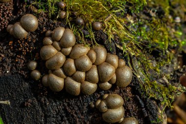 Çam ormanında Lycoperdon Perlatum mantarları..