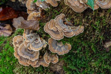 Trametes versicolor, also known as Polyporus versicolor, is a common polypore mushroom found throughout the world and also a well-known traditional medicinal mushroom growing on tree trunks. clipart